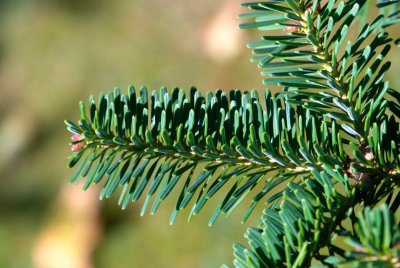 Abies homolepis - jedle nikkoská - jehlice